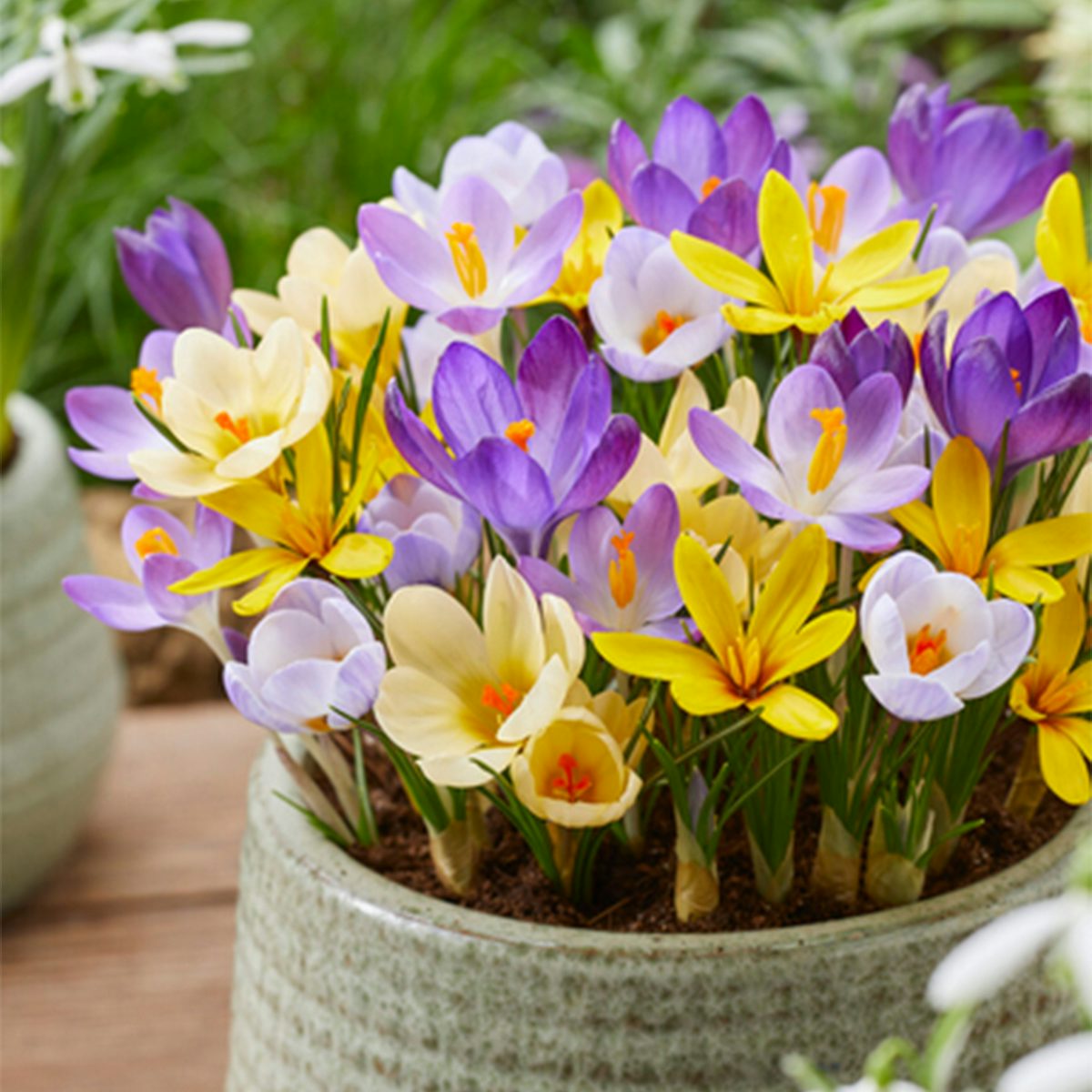 40 bolbos de mistura de flores grandes de Crocus