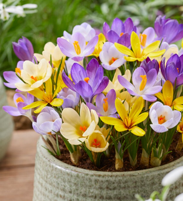 40 Zwiebeln von Crocus largeflowering Mix