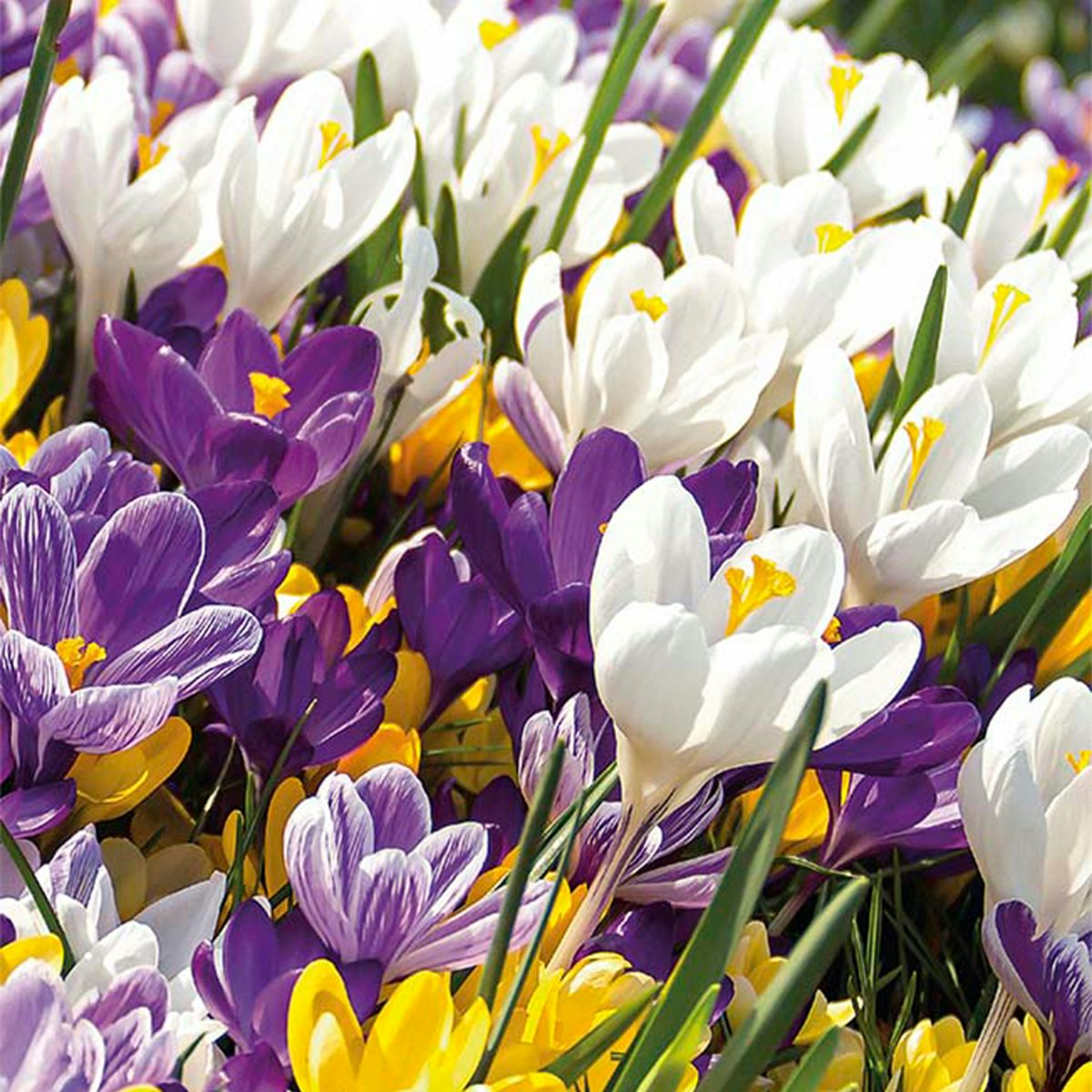 40 bolbos de mistura de flores grandes de Crocus