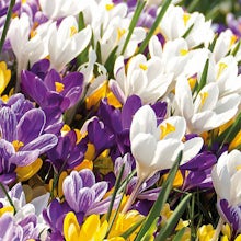 40 bolbos de mistura de flores grandes de Crocus