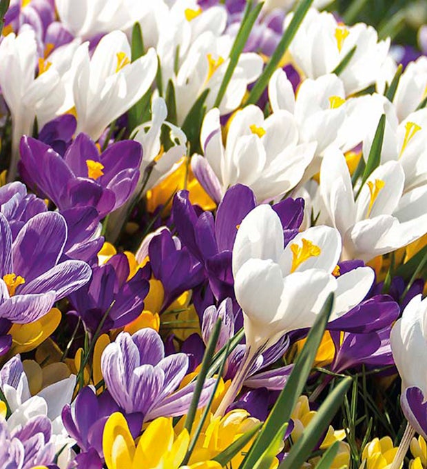 40 bolbos de mistura de flores grandes de Crocus