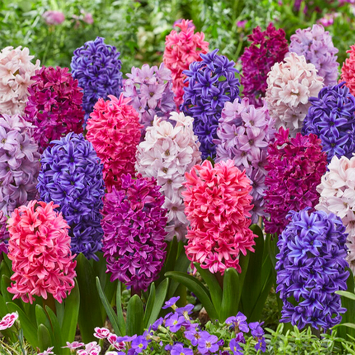 10 Bulbos de Hyacinthus Mix