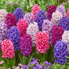 10 bulbes Hyacinthus Mix