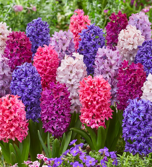 10 Hyacinthus Mix-løg