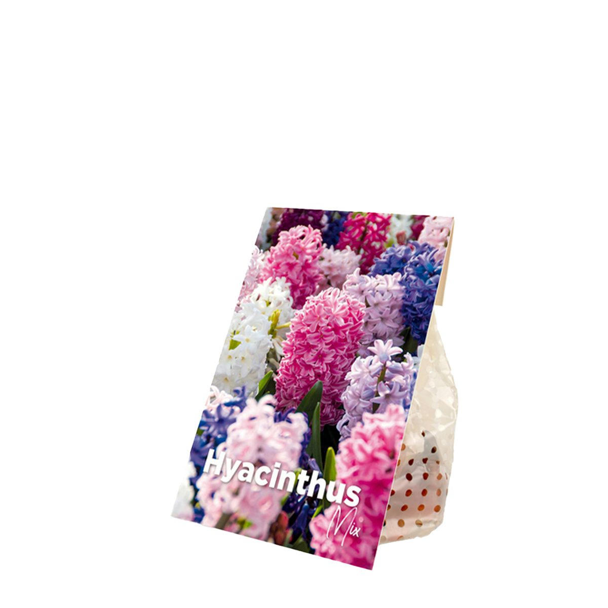 10 bolbos de Hyacinthus Mix