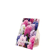 10 Hyacinthus Mix bulbs