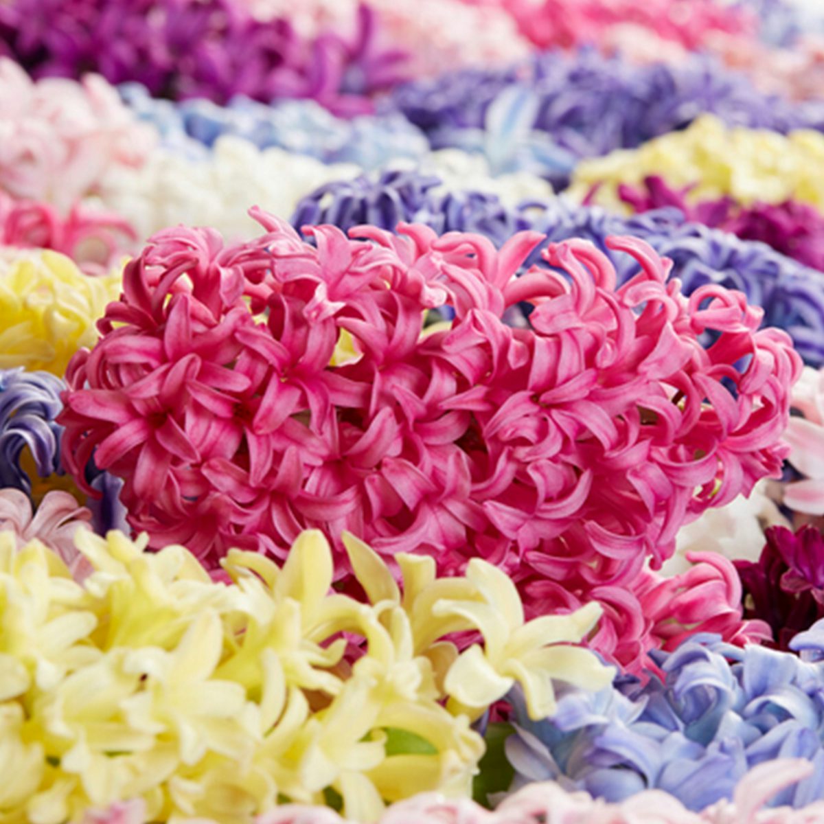 10 bolbos de Hyacinthus Mix