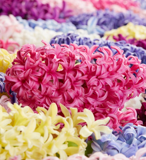 10 Bulbos de Hyacinthus Mix