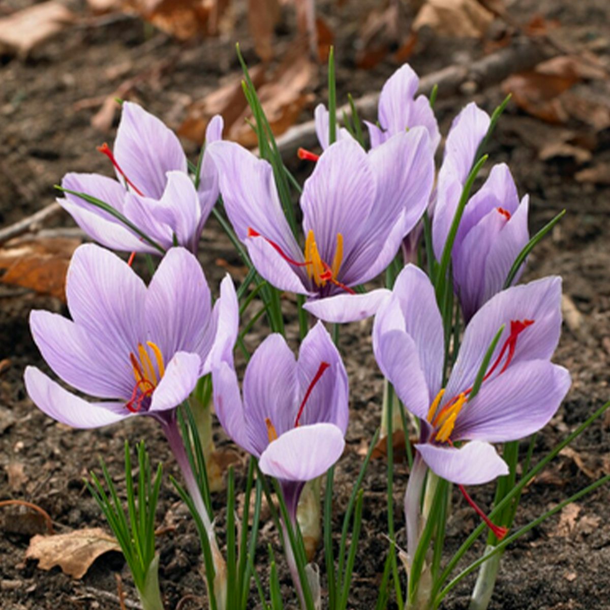 40 lökar av Crocus sativus