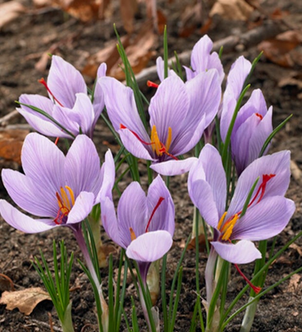 40 bulbes de Crocus sativus