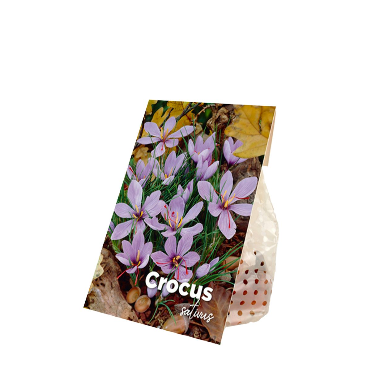 40 cebulek Crocus sativus