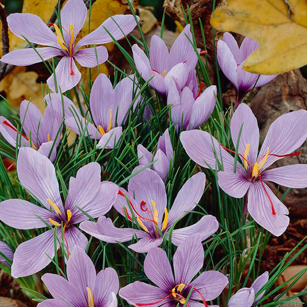 40 луковиц Crocus sativus