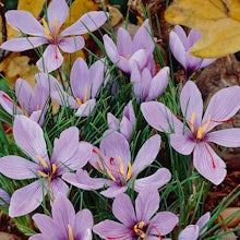 40 Bulbos de Crocus sativus