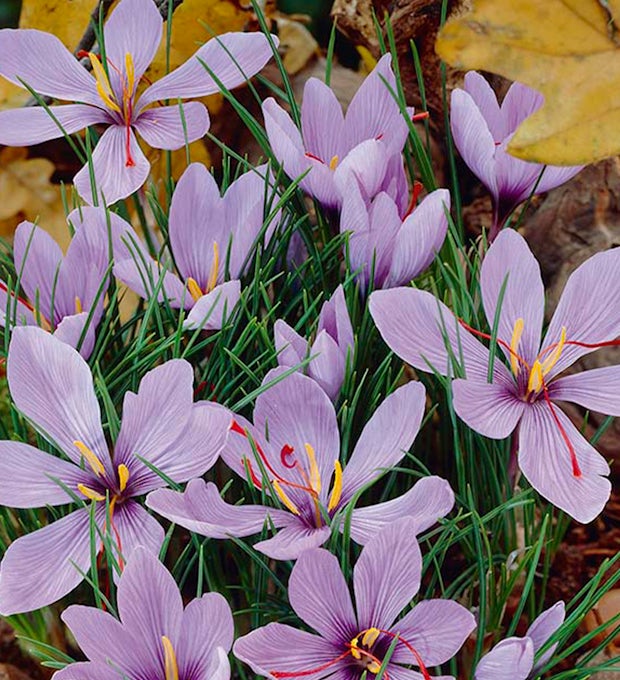 40 Bulbos de Crocus sativus