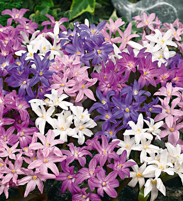 50 cebulek Chionodoxa Forbesii Mix