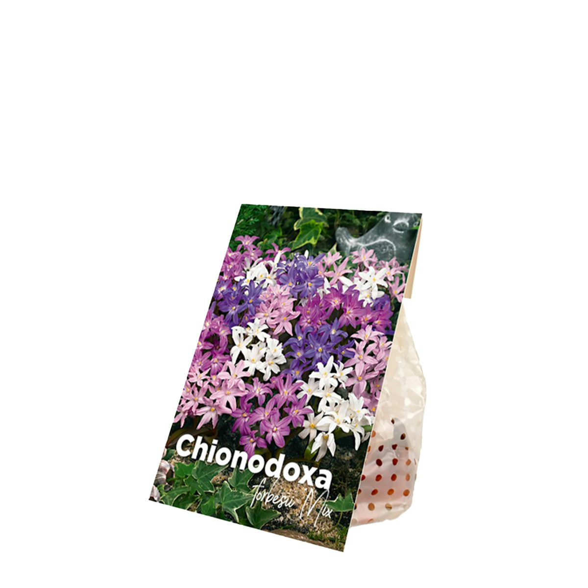 50 Zwiebeln von Chionodoxa Forbesii Mix