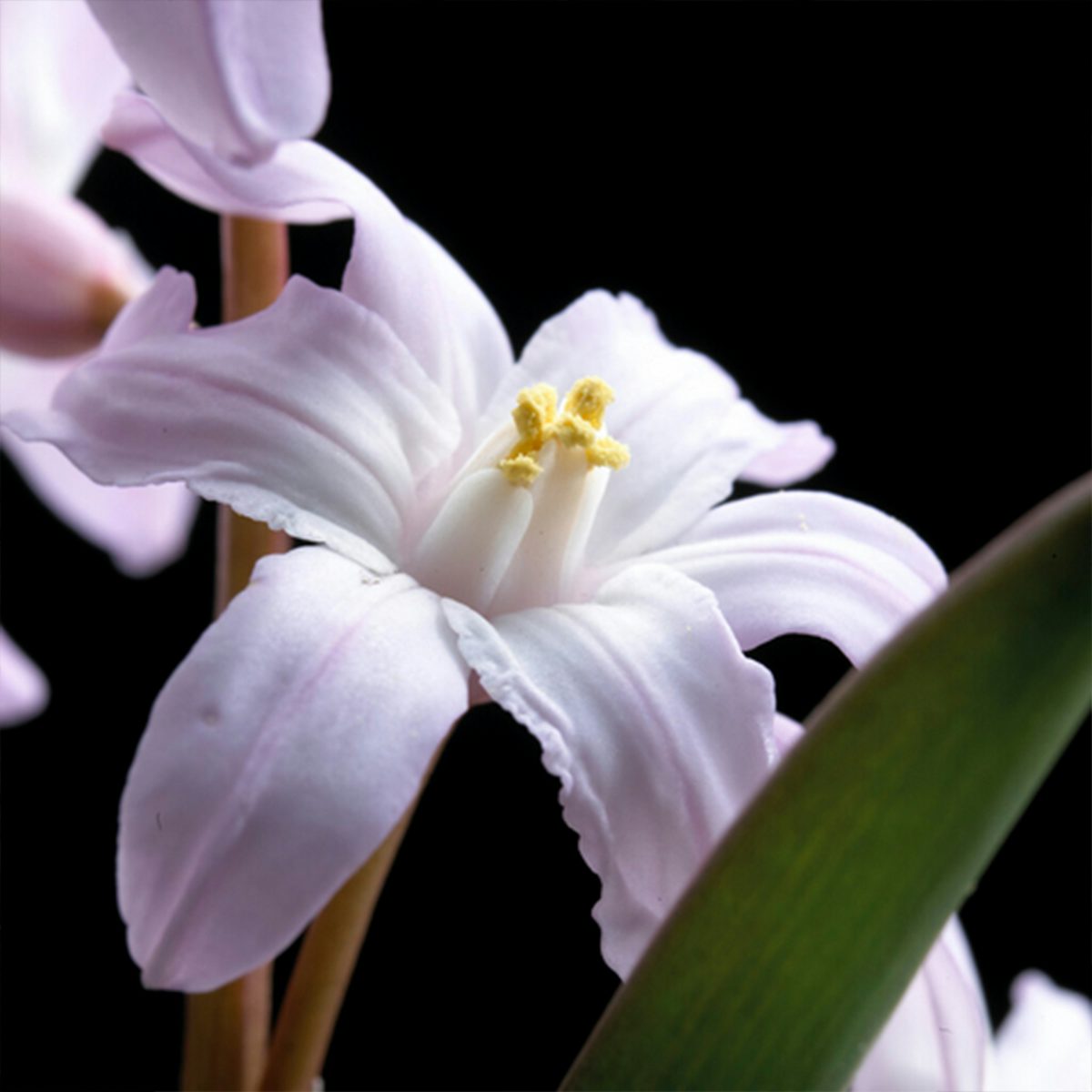 50 cebulek Chionodoxa Forbesii Mix