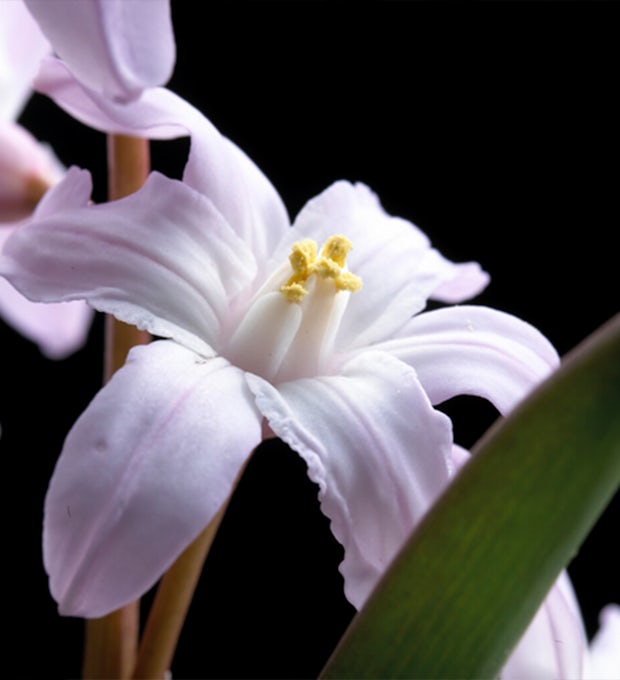 50 bolbos de Chionodoxa Forbesii Mix