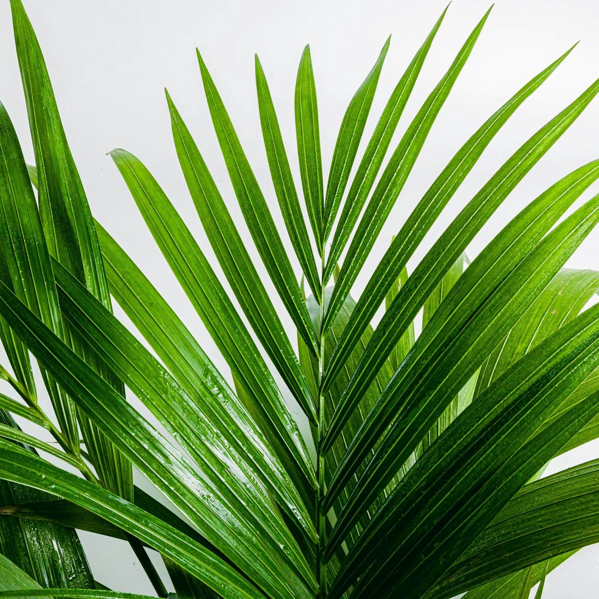 Kentia Palm - rajska palma