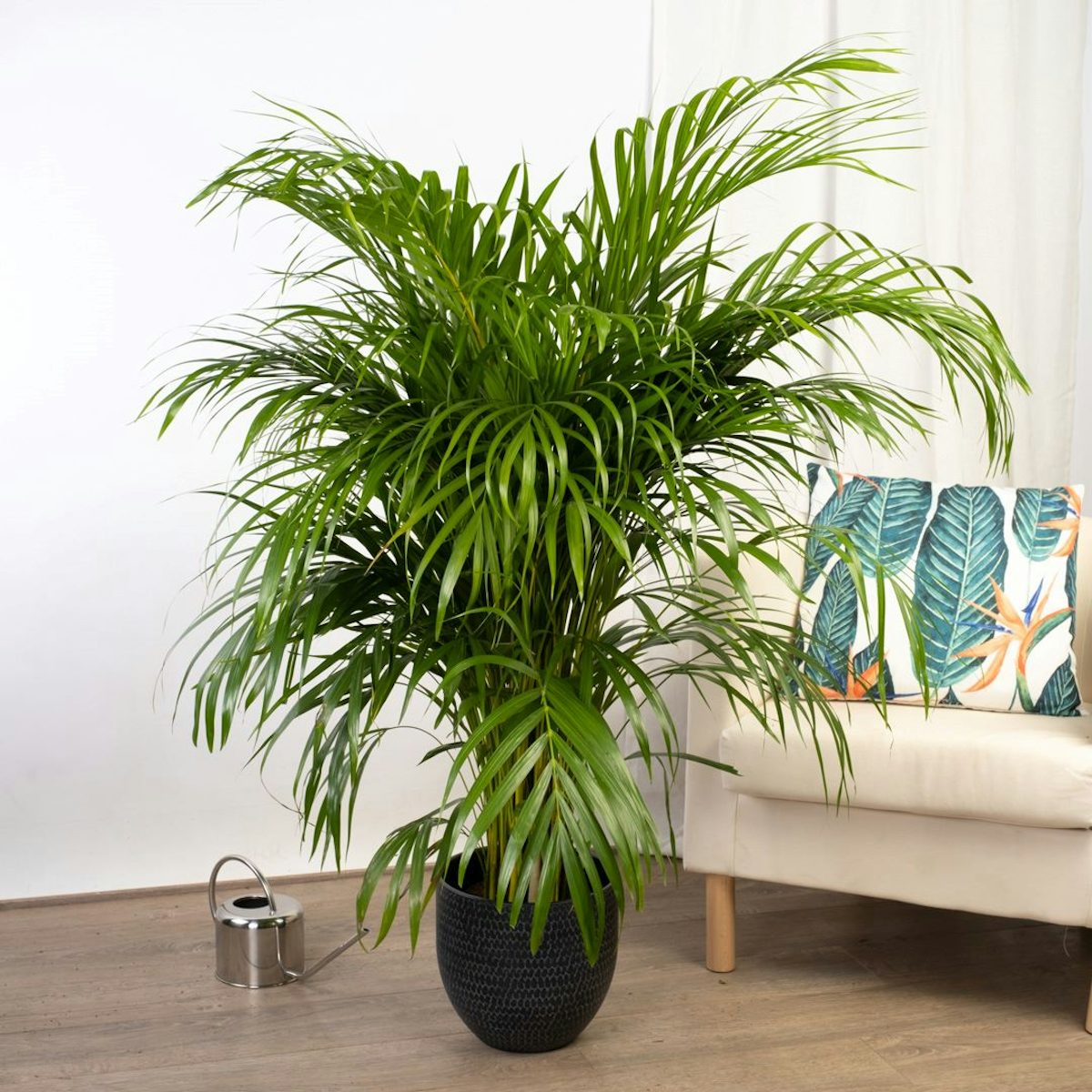 Areca palm - Luchtzuiveraar