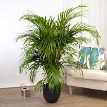 Palmeira Areca - Purificador de Ar