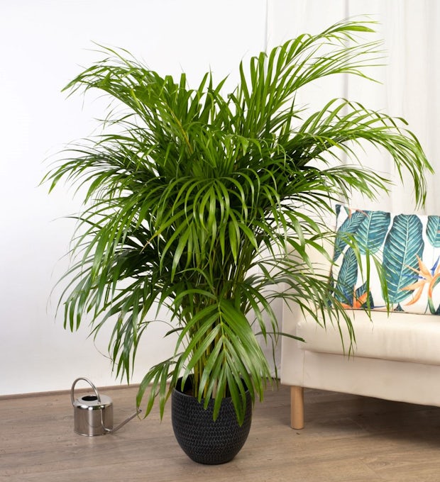 Areca-palm - luftrenare