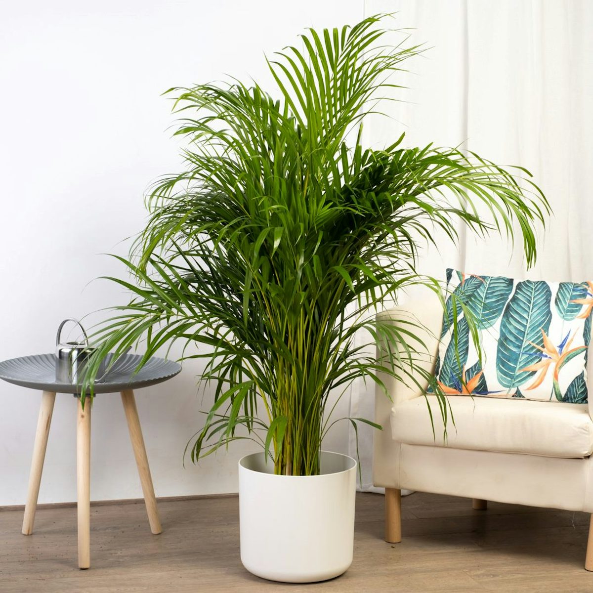 Palmeira Areca - Purificador de Ar