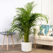 Areca Palm - Luftrenare