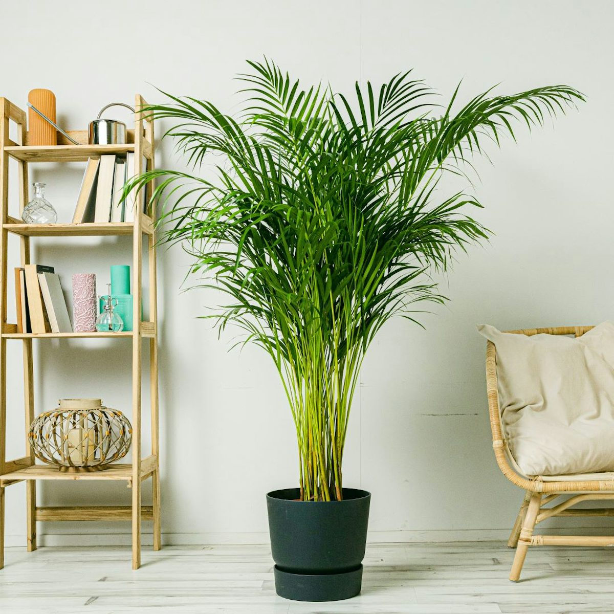 Areca Palm - Luftrenare