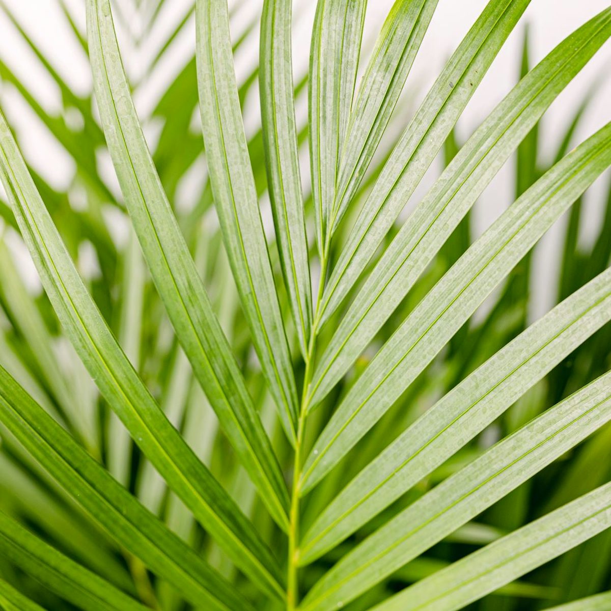 Palmeira Areca - Purificador de Ar