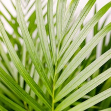 Palmier d'Areca - Purificateur d'air