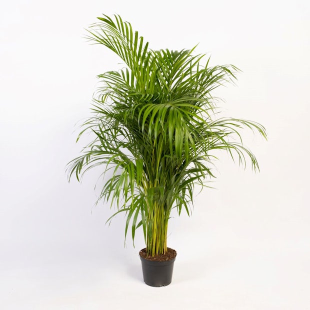 Areca Palm - Luftrenare